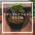 【実生記録】アデニウム・アラビカムを種から育てる【育成記録】