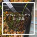 【実生記録】アガベ　シジゲラ(Agave filifera subsp. schidigera)を種から育てる【育成記録】