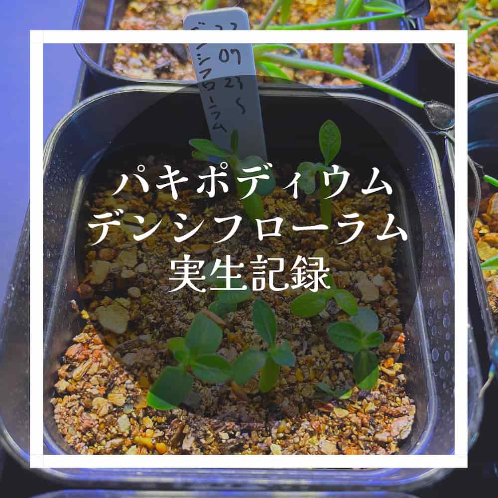 実生記録】パキポディウム・デンシフローラムを種から育てる【育成記録 