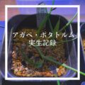 【実生記録】アガベ・ポタトルム（Agave potatorum.）を種から育てる【育成記録】