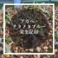 【実生記録】アガベ・チタノタブルー（Agave titanota ‘Blue’）を種から育てる【育成記録】